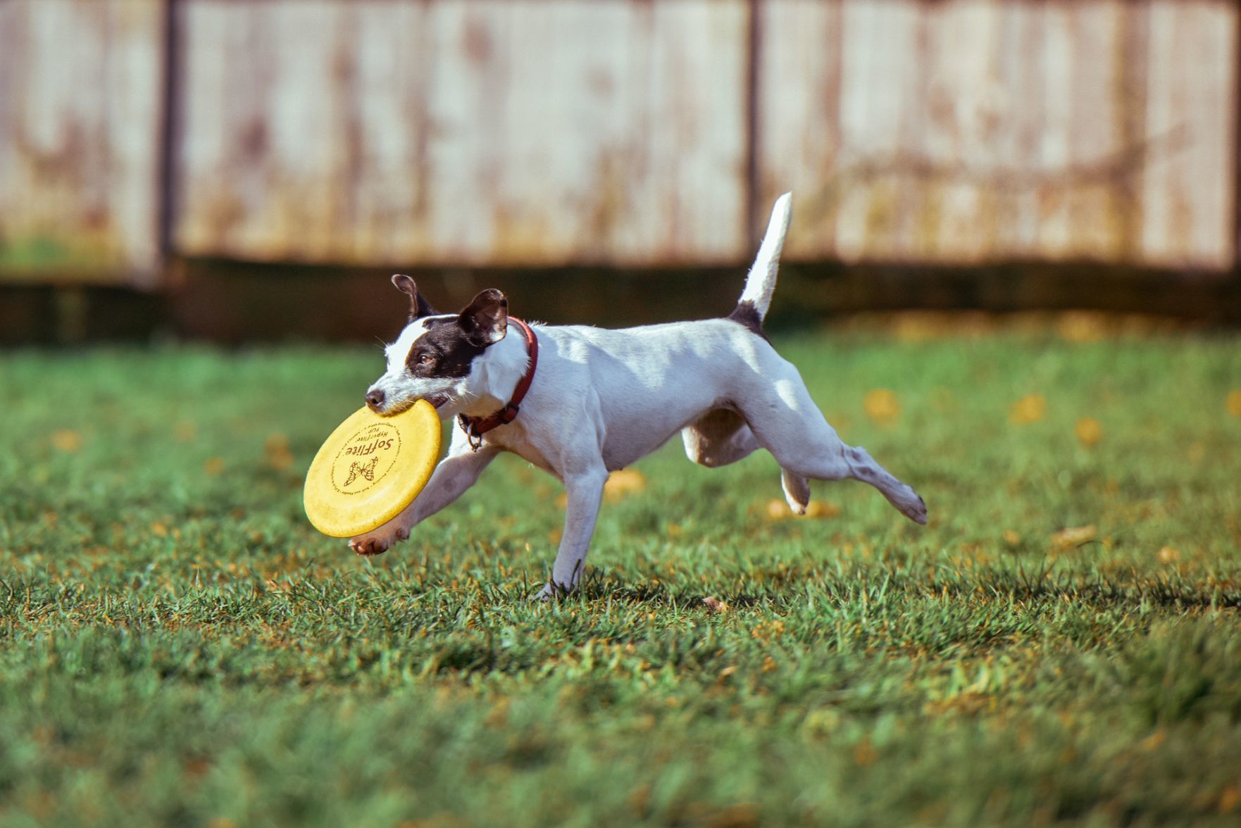 Exercise your pet's body.